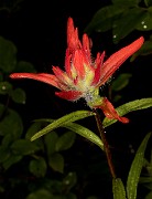 Castilleja miniata 19-4754